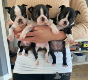 Photo №1. boston terrier - for sale in the city of Helsinki | negotiated | Announcement № 116873