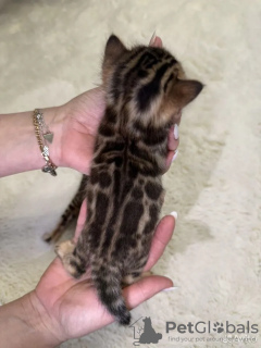 Photo №4. I will sell bengal cat in the city of Сызрань. private announcement - price - 976$