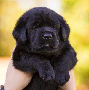 Photo №1. labrador retriever - for sale in the city of Vinnitsa | Negotiated | Announcement № 3664