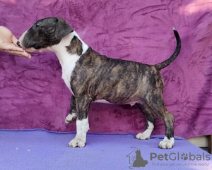 Additional photos: Standard Bull Terrier puppies