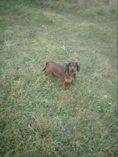 Photo №1. dachshund - for sale in the city of Ряжск | 136$ | Announcement № 6409