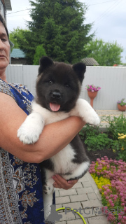 Photo №1. american akita - for sale in the city of Voronezh | negotiated | Announcement № 37964