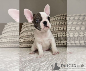 Photo №1. french bulldog - for sale in the city of Sydney | negotiated | Announcement № 108834