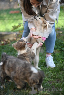 Photo №4. I will sell  in the city of Kruševac. private announcement - price - negotiated