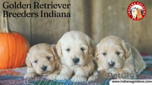 Photo №1. golden retriever - for sale in the city of Bedford | 2500$ | Announcement № 128886