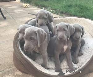 Photo №1. weimaraner - for sale in the city of Augsburg | negotiated | Announcement № 170185