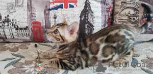Photo №2 to announcement № 9784 for the sale of bengal cat - buy in Russian Federation from nursery