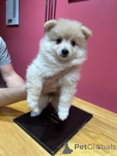Photo №1. pomeranian - for sale in the city of Donji Miholjac | negotiated | Announcement № 169261