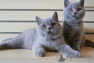 Photo №1. british shorthair - for sale in the city of Ljubljana | 264$ | Announcement № 98534