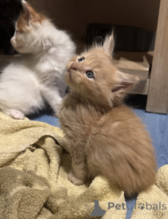 Photo №1. maine coon - for sale in the city of Bordeaux | Is free | Announcement № 175322