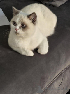 Photo №1. british shorthair - for sale in the city of Affalterbach | 216$ | Announcement № 147275