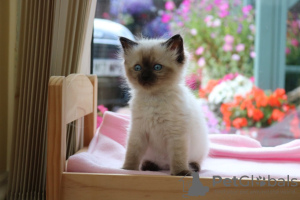 Photo №4. I will sell ragdoll in the city of Sydney. private announcement - price - 350$