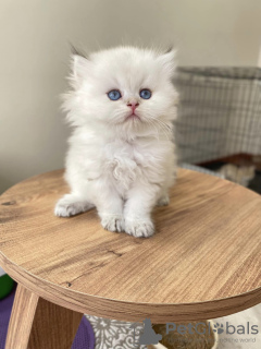 Photo №3. british longhair kitten. Germany