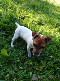 Photo №3. Jack russell terrier (girl) is looking for parents. Completely ready to move!. Belarus