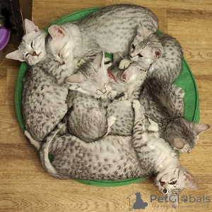Photo №2 to announcement № 85493 for the sale of egyptian mau - buy in Germany private announcement