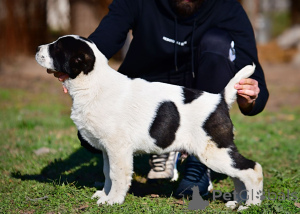 Photo №4. I will sell central asian shepherd dog in the city of Stari Banovci. private announcement - price - negotiated