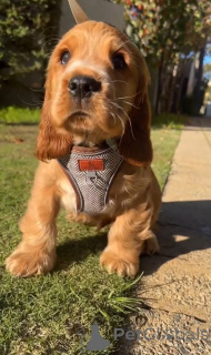 Photo №1. english cocker spaniel - for sale in the city of ALAVUS | 650$ | Announcement № 167786