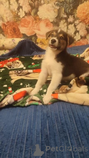 Photo №3. A small charismatic puppy is looking for the kindest pens!. Russian Federation