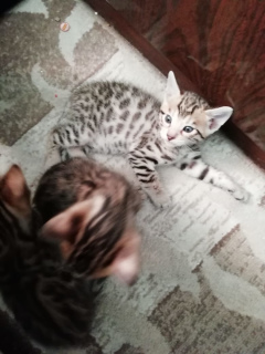 Photo №2 to announcement № 2623 for the sale of bengal cat - buy in Russian Federation private announcement