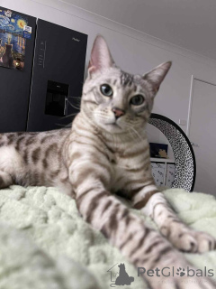 Photo №1. bengal cat - for sale in the city of Dübendorf | 706$ | Announcement № 152644