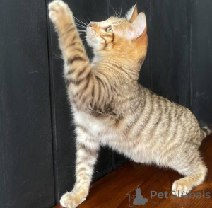 Photo №1. toyger - for sale in the city of Graz-Ragnitz | 361$ | Announcement № 171180