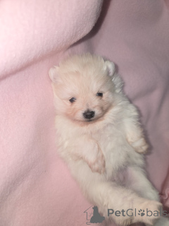 Photo №2 to announcement № 161706 for the sale of  - buy in Belgium private announcement