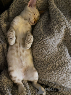 Photo №3. Beautiful Pure Breed Bengal kittens looking for their forever homes. Germany