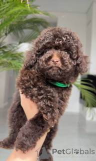 Photo №3. Male Toy poodle. Luxembourg