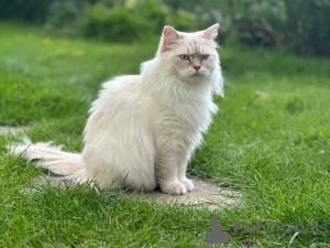 Photo №1. ragdoll - for sale in the city of ALINGSQ | negotiated | Announcement № 155401
