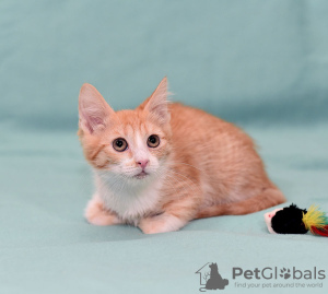 Additional photos: Kitten Zlata - red baby sunshine is looking for a home!