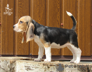 Photo №2 to announcement № 11548 for the sale of beagle - buy in Ukraine from nursery