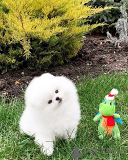 Photo №4. I will sell pomeranian in the city of Bregenz. private announcement - price - 380$