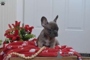 Photo №3. Blue French Bulldog puppies ready for new home now. United States