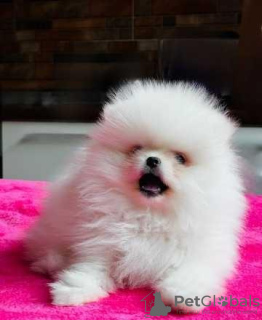 Photo №2 to announcement № 40035 for the sale of pomeranian - buy in Ukraine private announcement