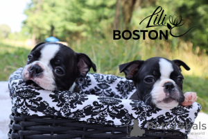 Photo №1. boston terrier - for sale in the city of Orsha | negotiated | Announcement № 11560