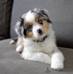 Photo №1. australian shepherd - for sale in the city of Paris | negotiated | Announcement № 120638