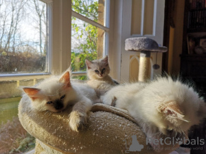 Photo №4. I will sell ragdoll in the city of Munich. private announcement, from nursery - price - 370$