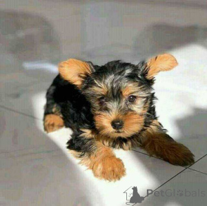 Photo №1. yorkshire terrier - for sale in the city of Beverly Hills | 500$ | Announcement № 174338