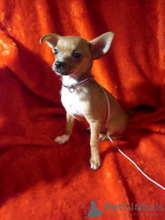 Photo №1. chihuahua - for sale in the city of Москва | 110$ | Announcement № 24812