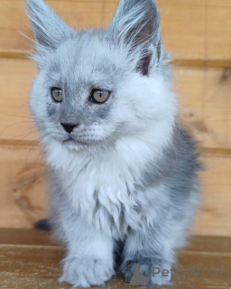 Photo №1. maine coon - for sale in the city of BåSTAD | negotiated | Announcement № 156252
