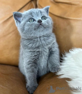 Photo №2 to announcement № 90828 for the sale of british shorthair - buy in Germany private announcement