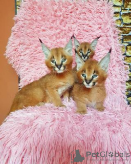 Photo №1. caracal - for sale in the city of Эспоо | negotiated | Announcement № 85444