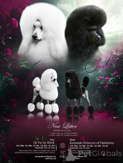 Photo №1. poodle (royal) - for sale in the city of Zrenjanin | negotiated | Announcement № 148953