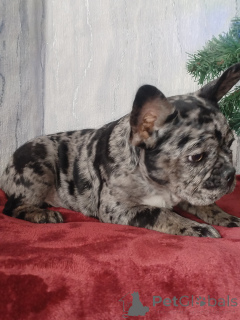 Photo №3. French bulldog. Belarus