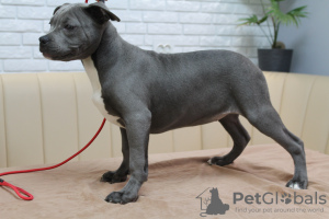 Photo №4. I will sell american staffordshire terrier in the city of Kishinev. breeder - price - 634$