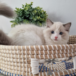 Photo №2 to announcement № 155912 for the sale of ragdoll - buy in Germany breeder