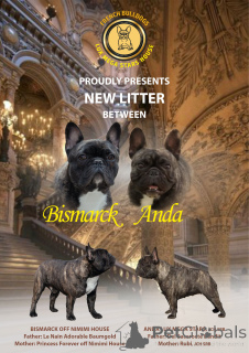 Photo №4. I will sell french bulldog in the city of Trstenik. breeder - price - 3294$