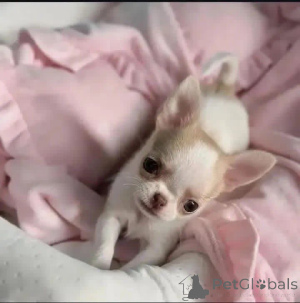 Photo №1.  - for sale in the city of Fertőd | Is free | Announcement № 164731