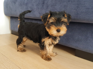 Photo №3. Yorkshire Terrier puppies.. Belarus