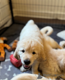 Photo №3. Lilac Merle and lilac chow chow puppies for sale. Georgia